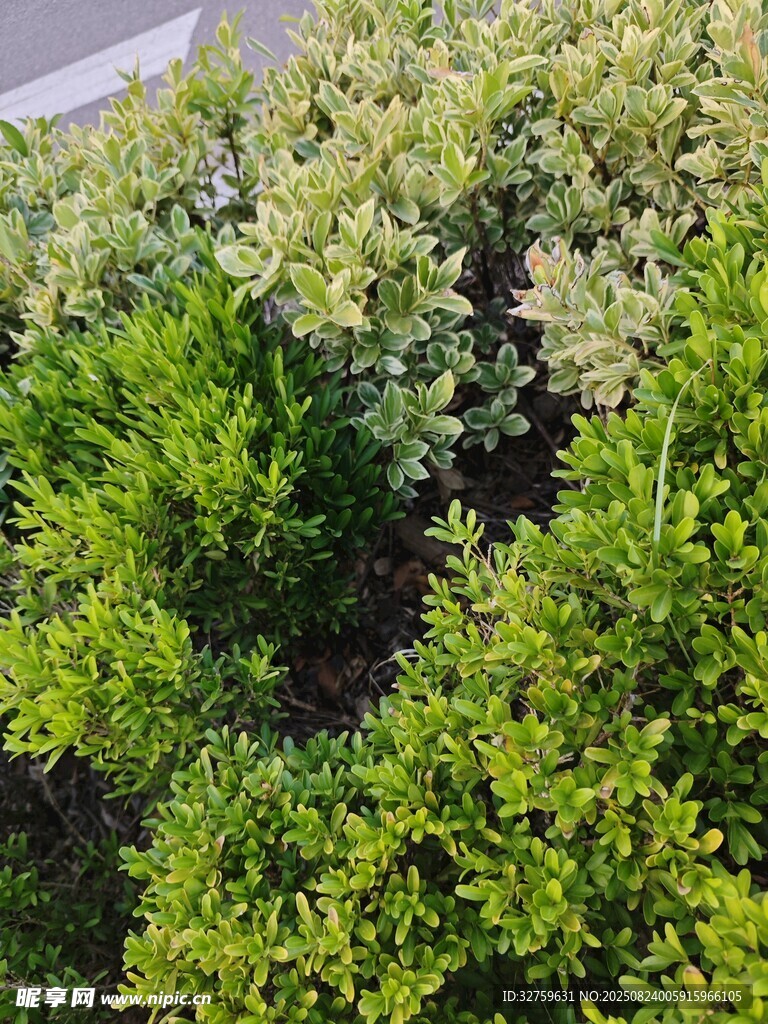 翠绿繁茂的绿植景观