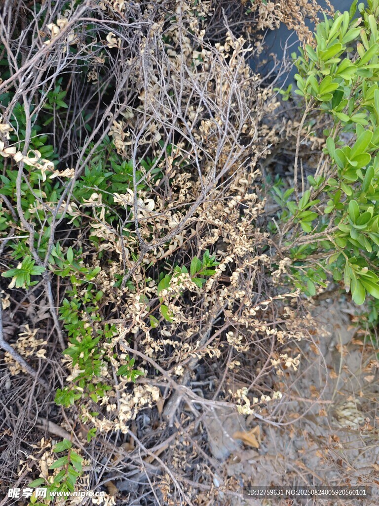 路边枯萎杂草景象