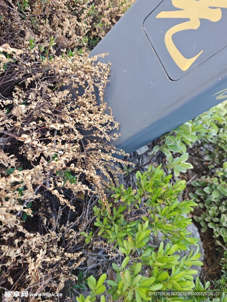 蓝牌旁的植物与泥土