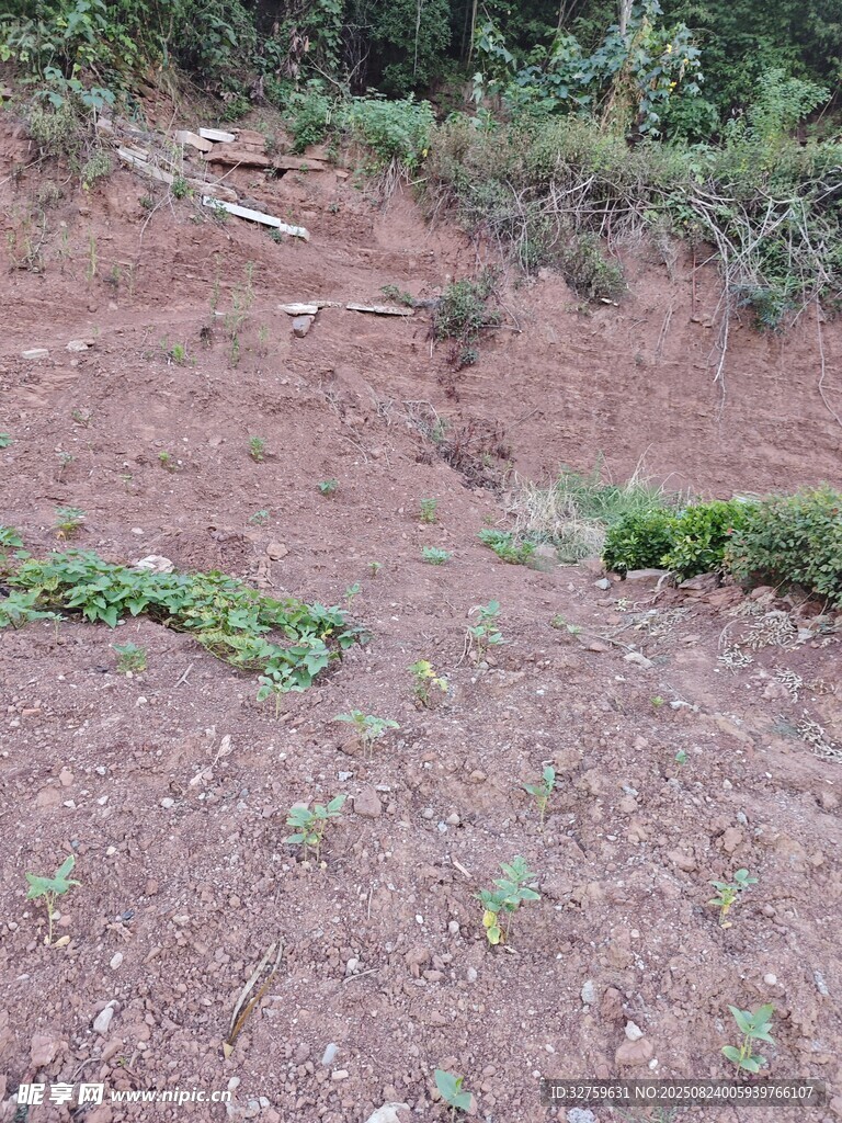 山坡上的裸露土地与植被