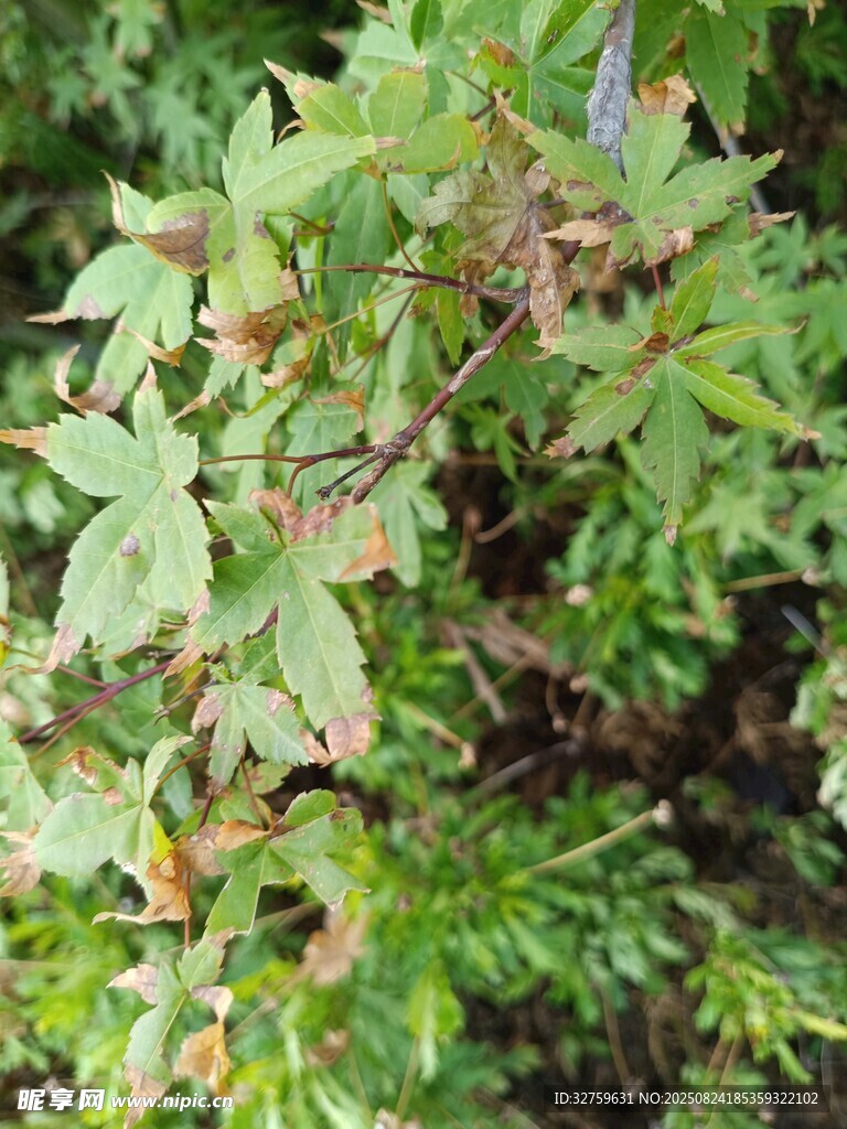 嫩绿枝叶的生机植物