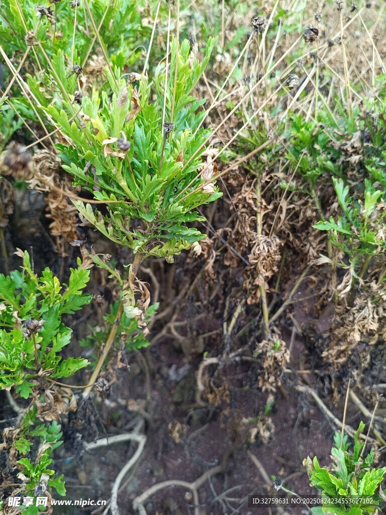 植物根系特写