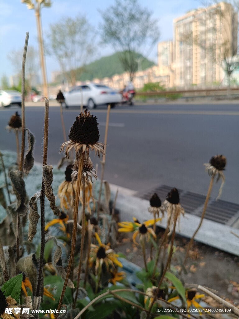 路边枯萎的向日葵