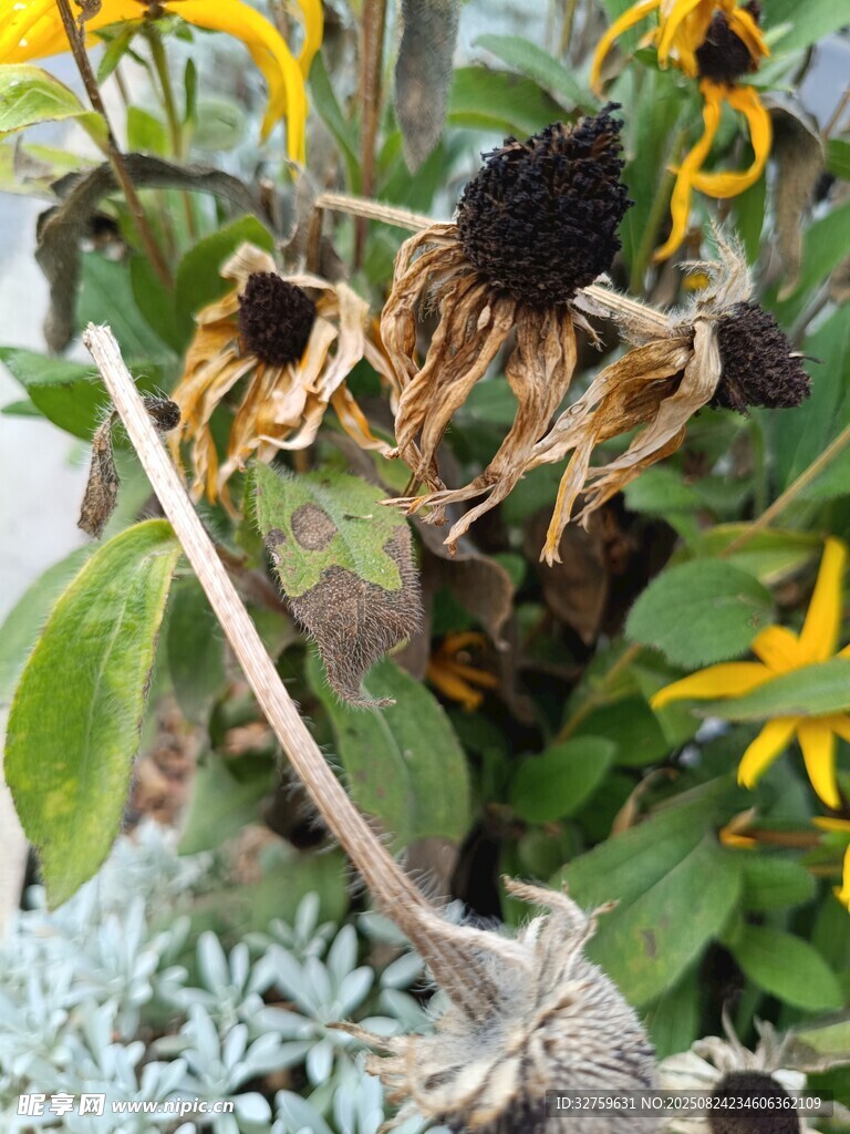 枯萎向日葵与生机绿叶