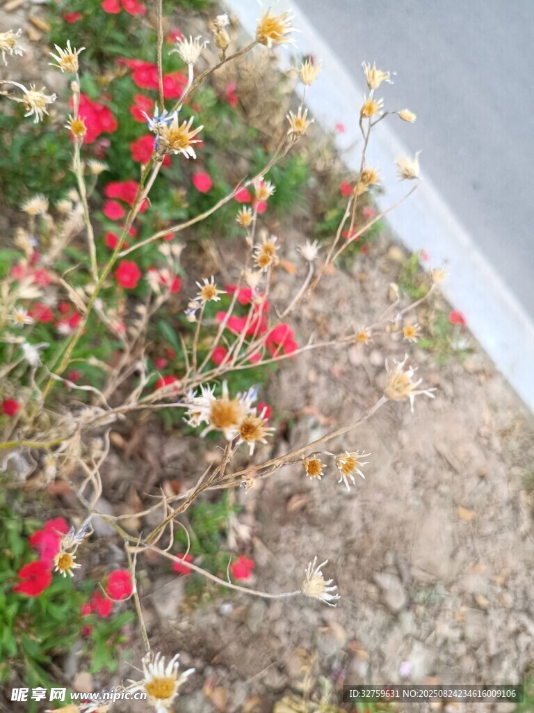 路边盛放的多彩小花