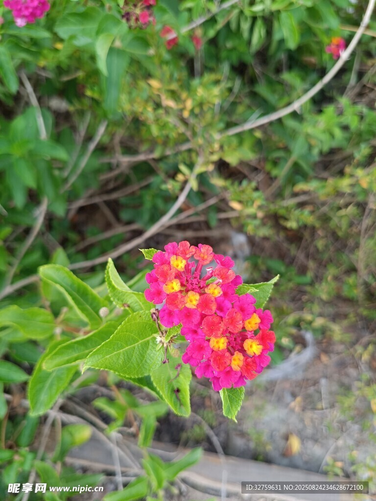娇艳粉色小花绽放绿叶间