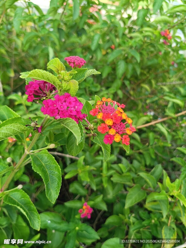 多彩花卉绽放绿意间
