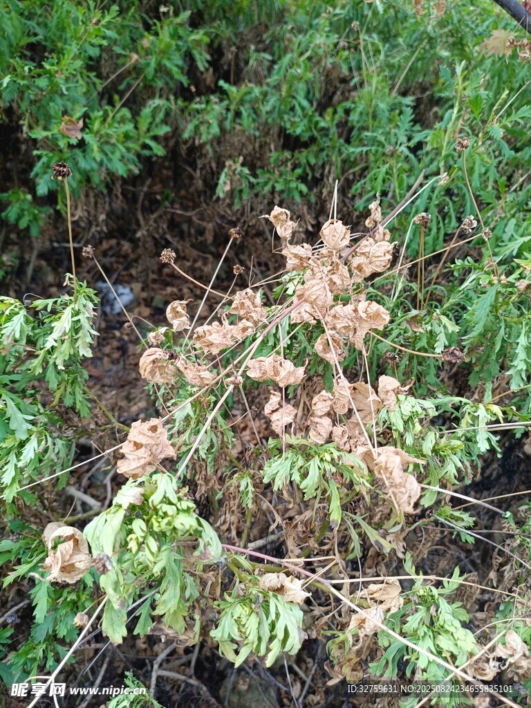 地面上的多彩植物
