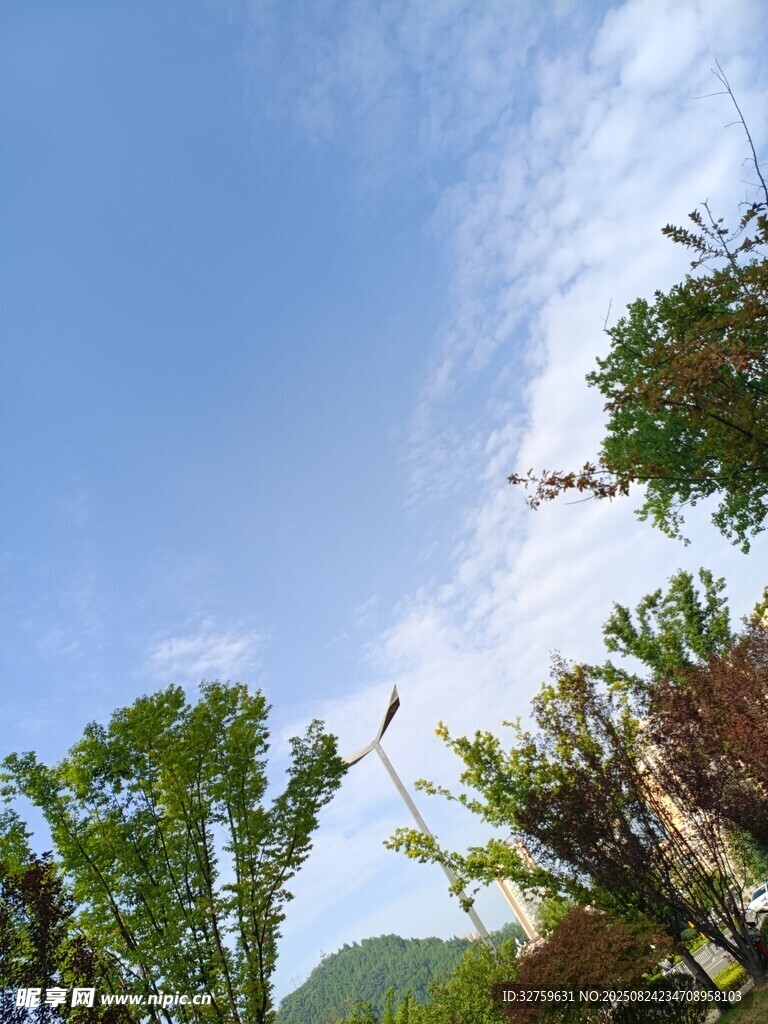 仰望蓝天绿树