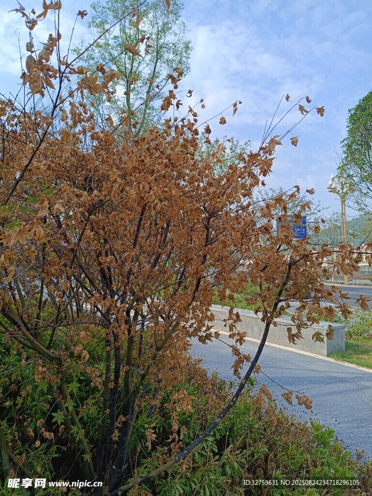 秋日路旁带红叶的树木