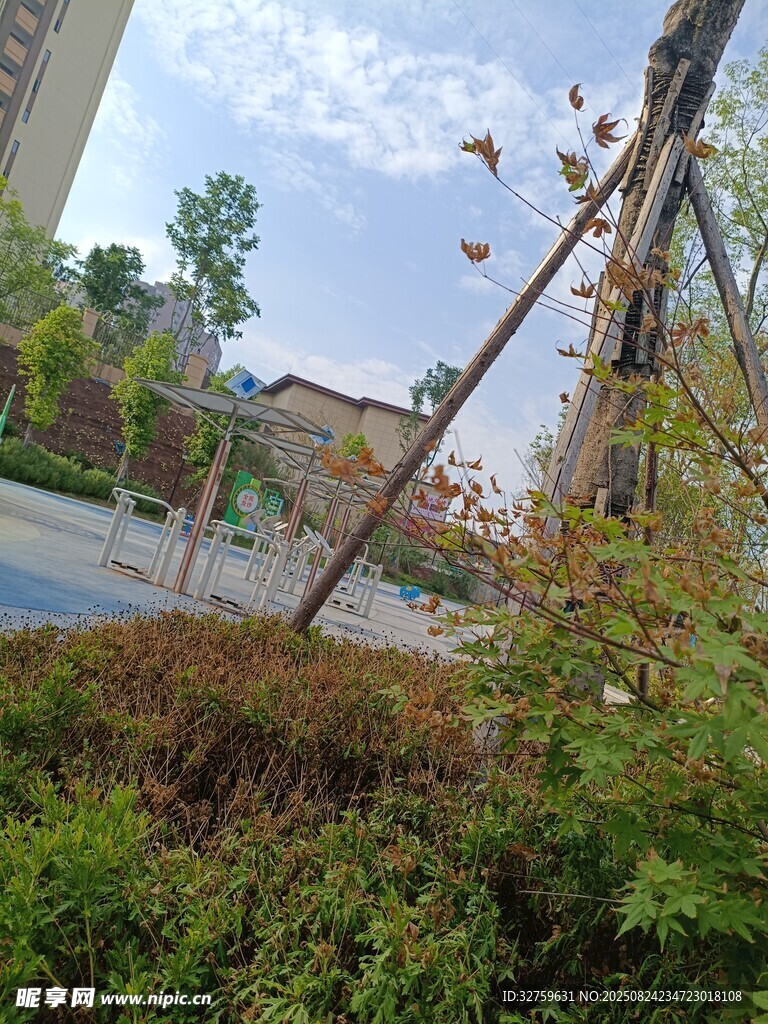 户外绿植与树木景观