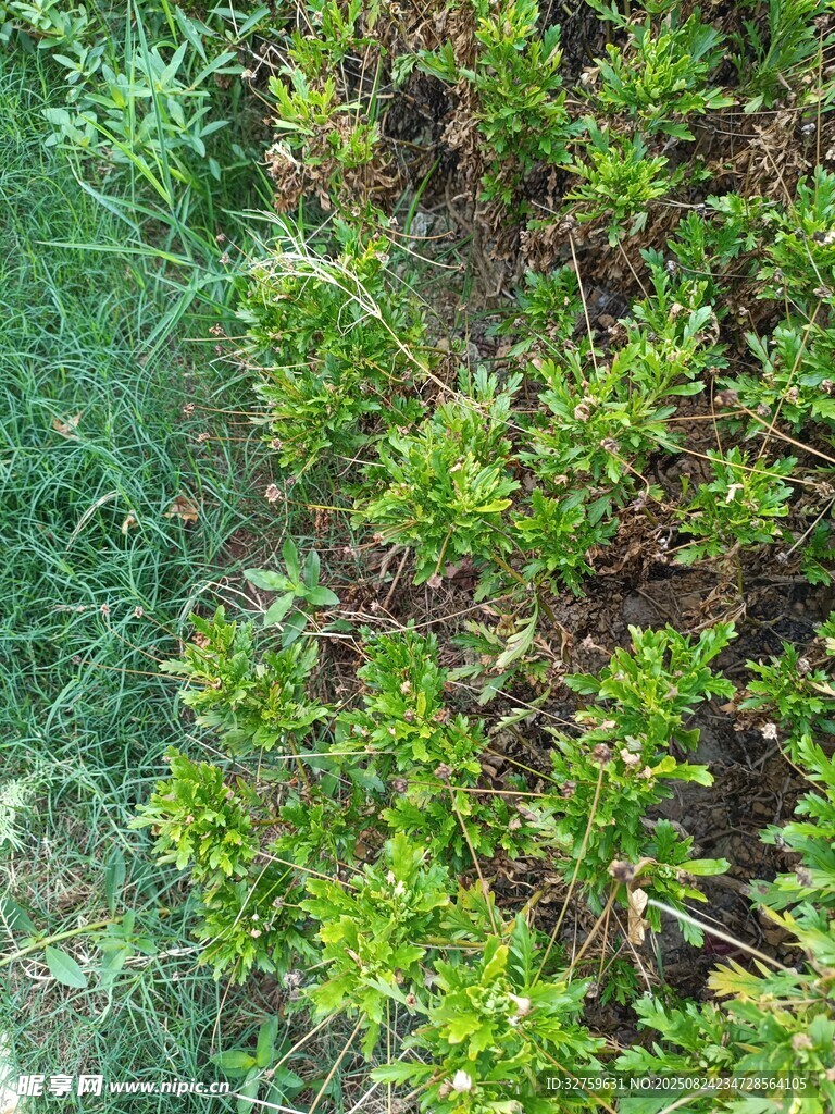 地面绿植景观