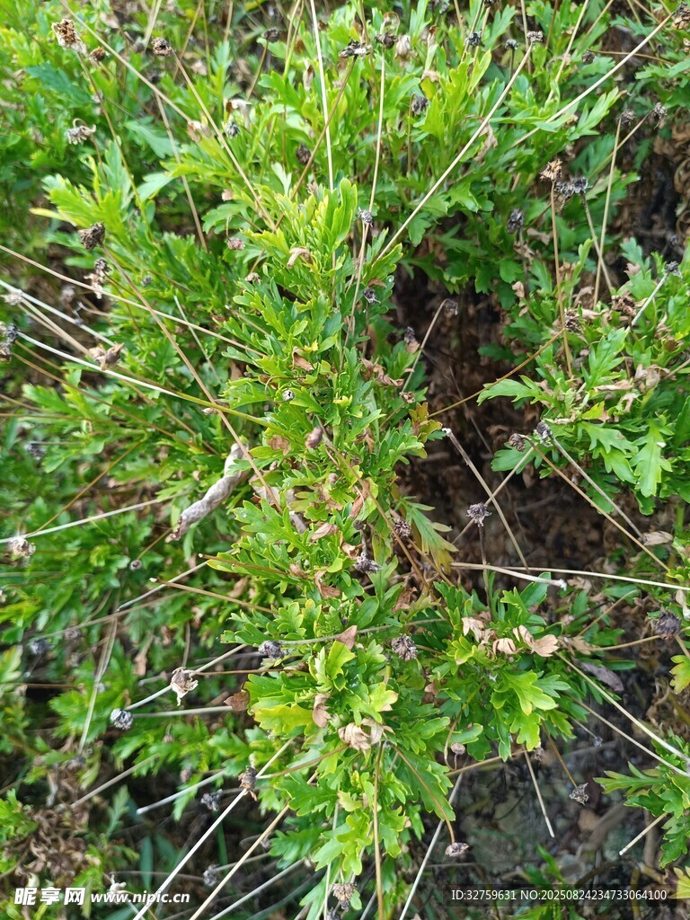 绿色茂盛植物特写