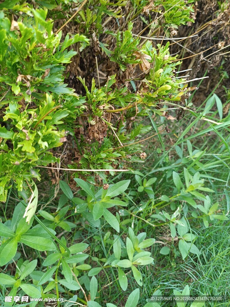 繁茂绿植