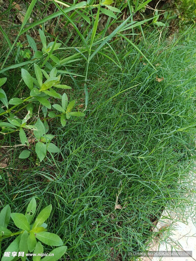翠绿草丛中的多样植物