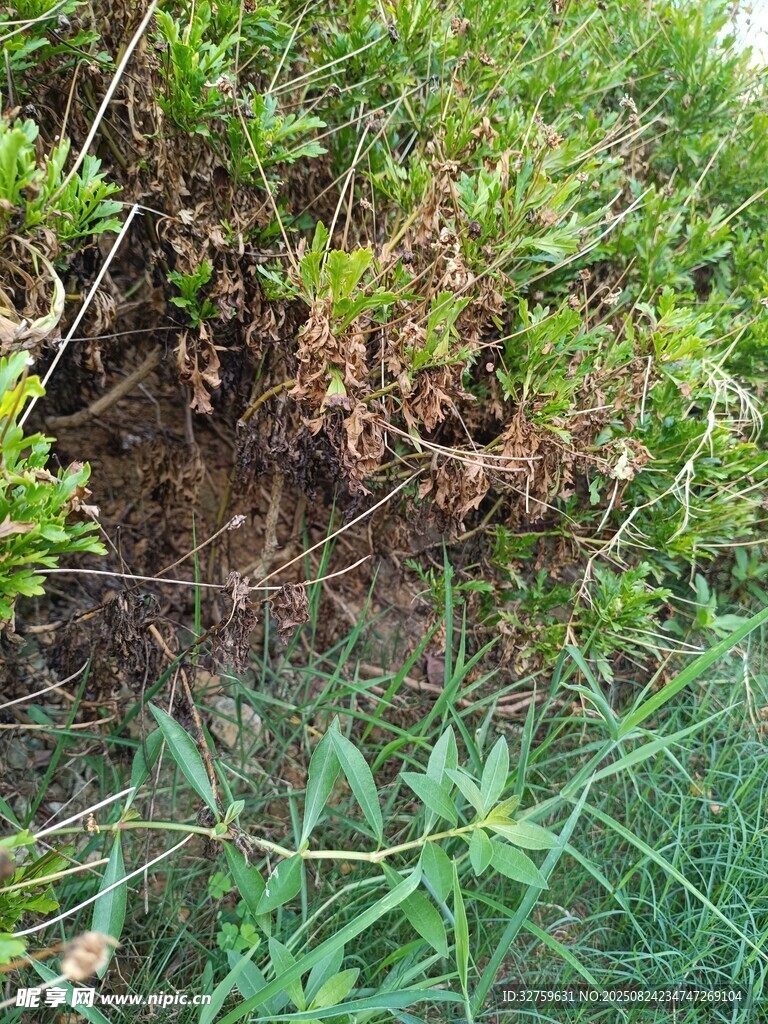 地面的绿色植物与泥土