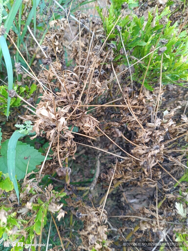地面干枯杂草与绿植