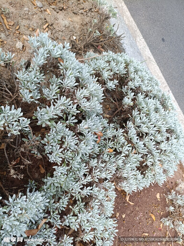 银叶植物特写