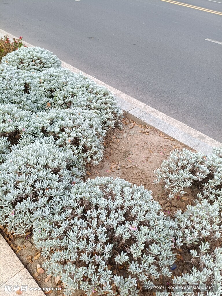 路边浅绿多肉植物景观