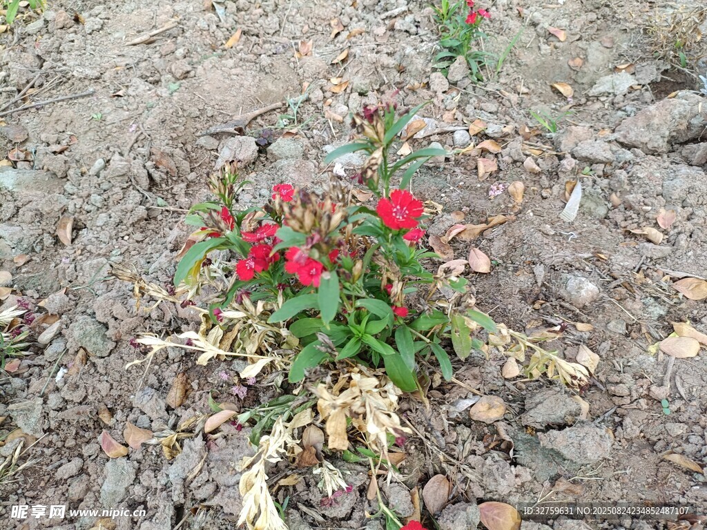 荒野中绽放的红色小花