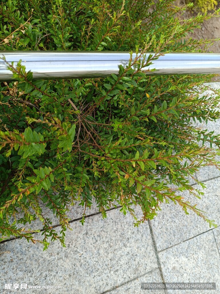 金属杆旁的翠绿植物