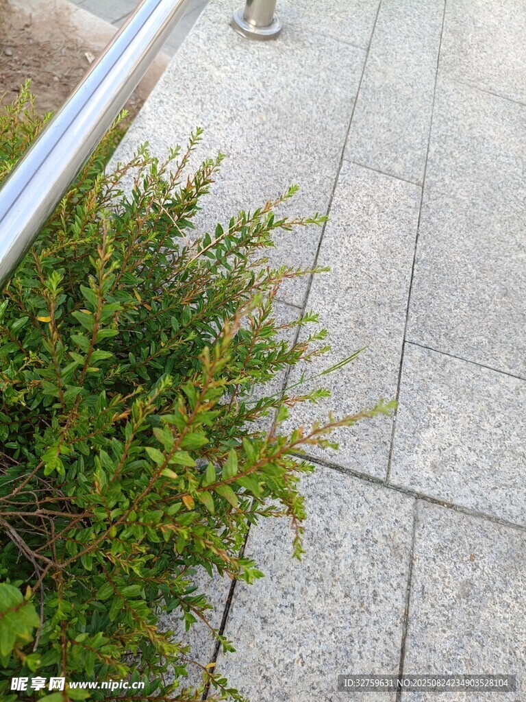 路边绿植特写