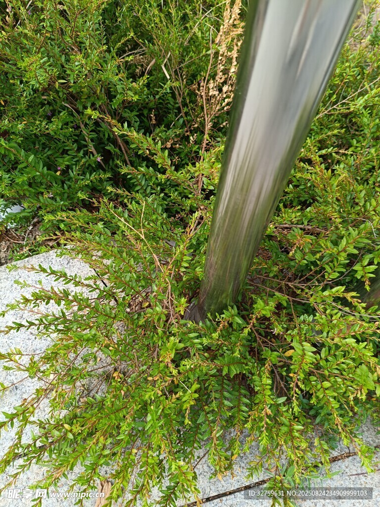 木杆旁繁茂的绿色植物
