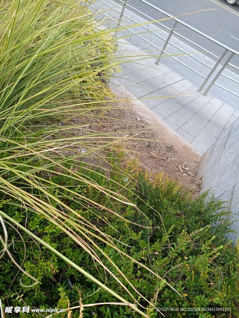 路边绿植景观