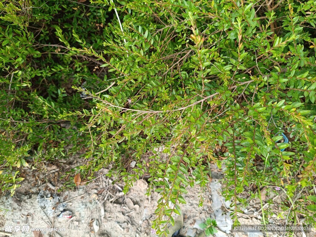 野外绿色带刺植物景象