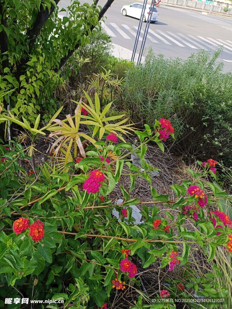 多彩花卉装点的户外景致