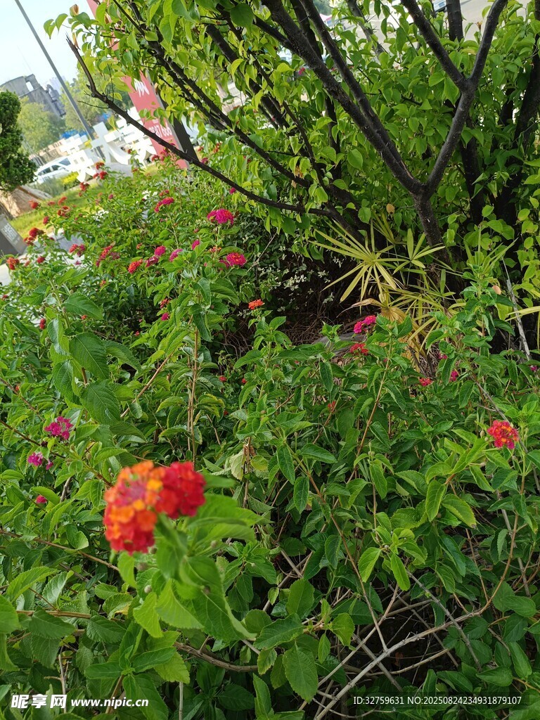 花园中绽放的鲜艳花朵