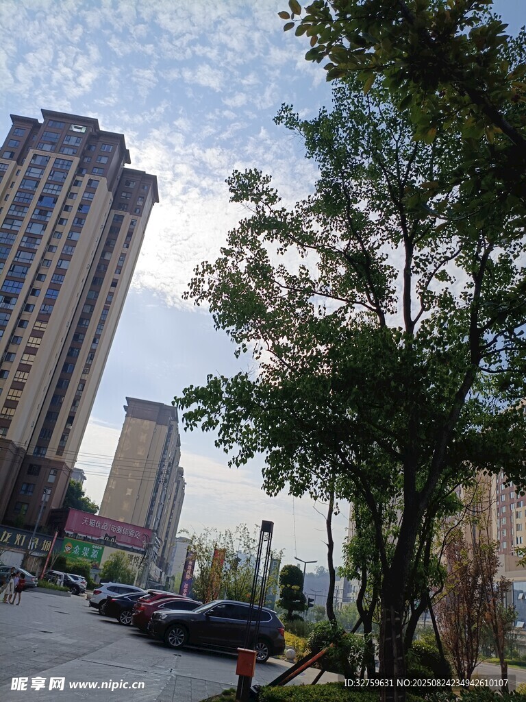 城市街道旁的绿树与高楼