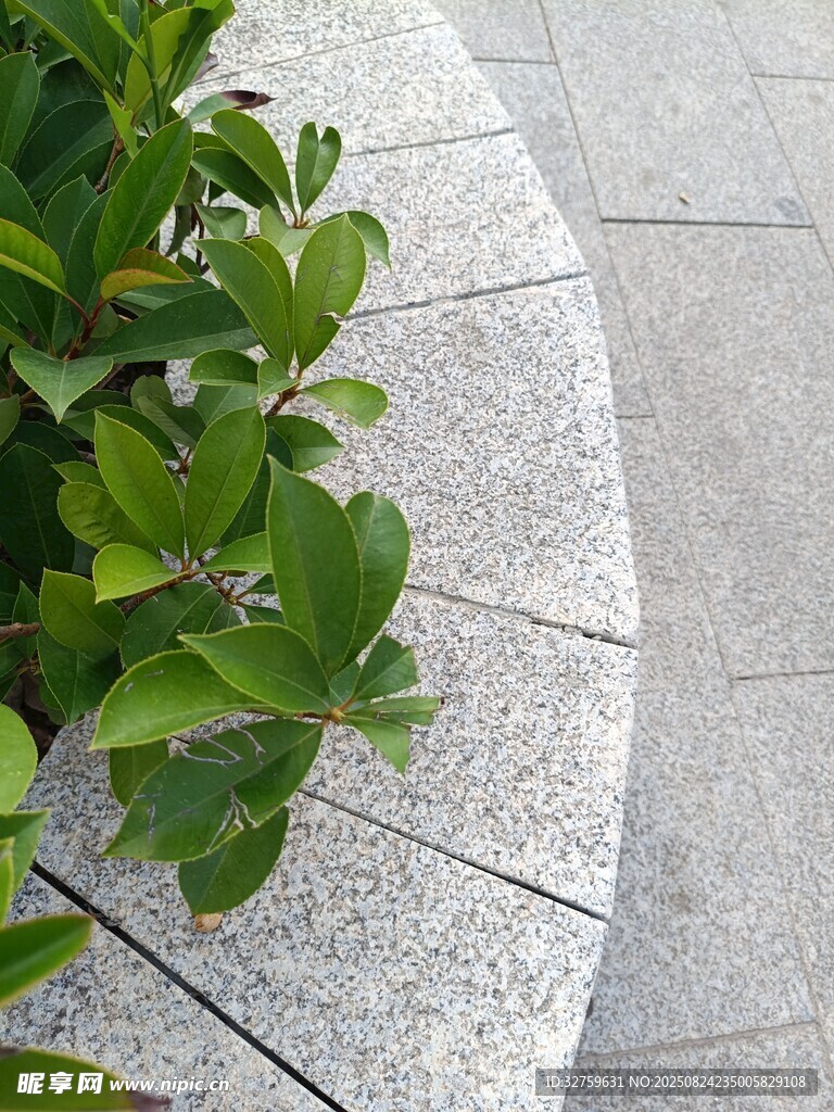 石边绿植生机盎然