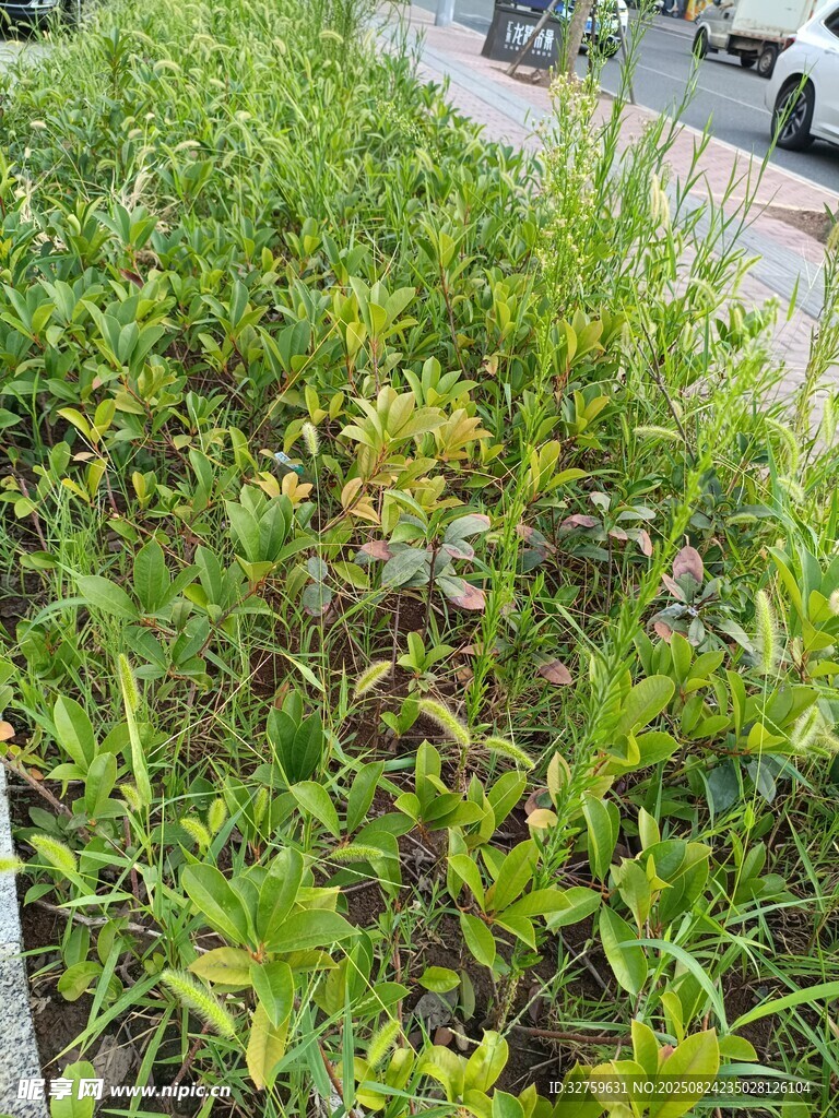 路边繁茂的绿色植物