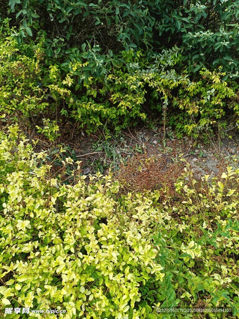 绿意盎然的户外植物景观