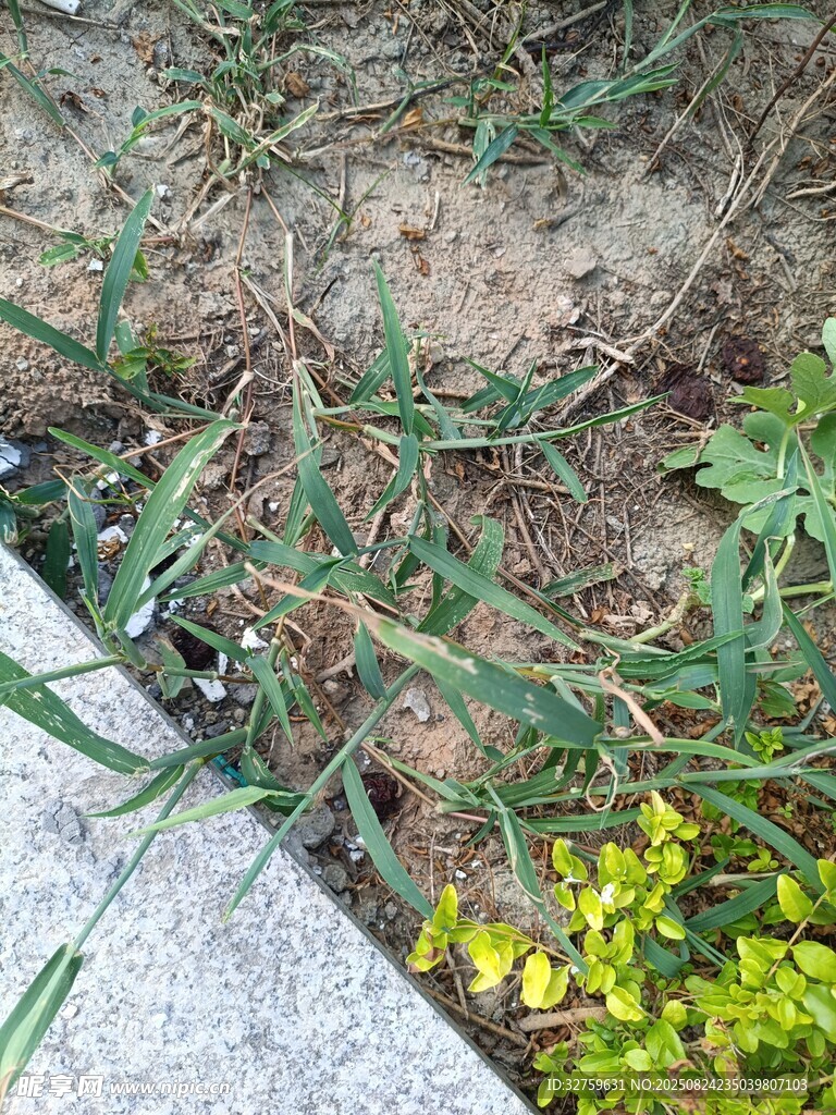 路边草地植物景象