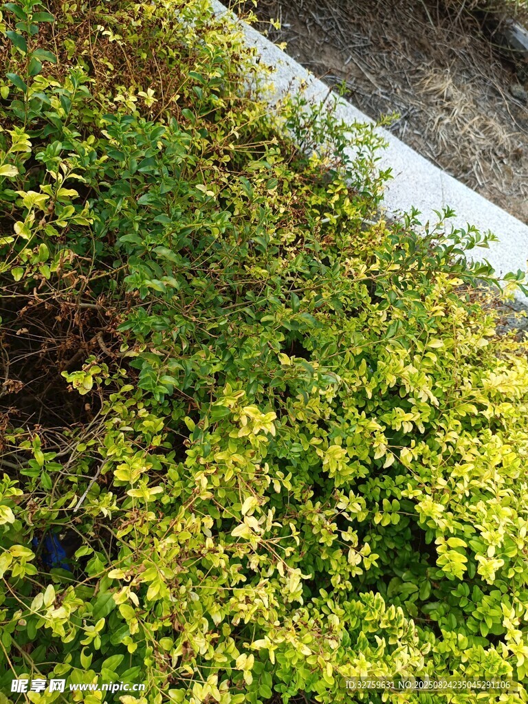 绿叶覆盖的墙角风景