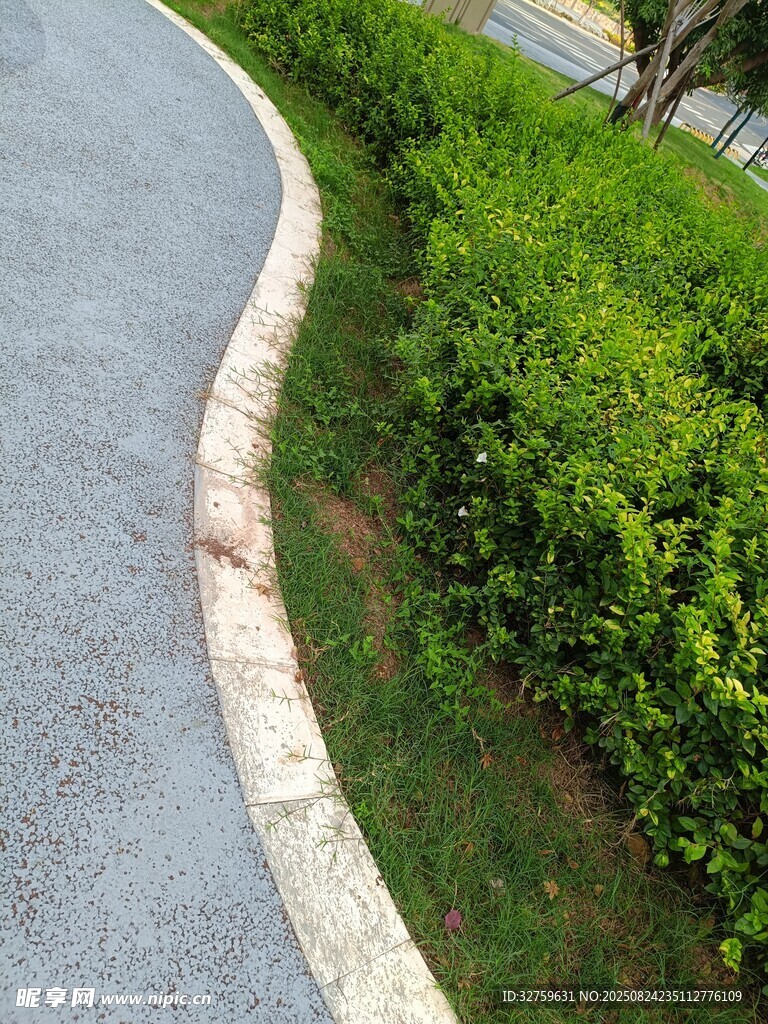 路边绿意盎然的灌木丛