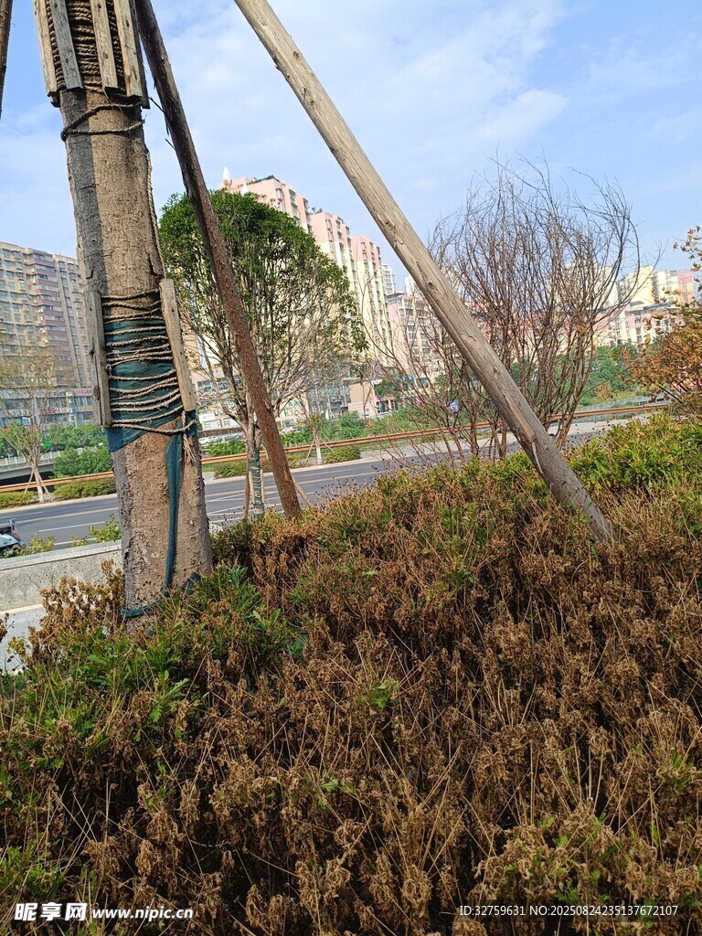 路边树木支撑与周边植被