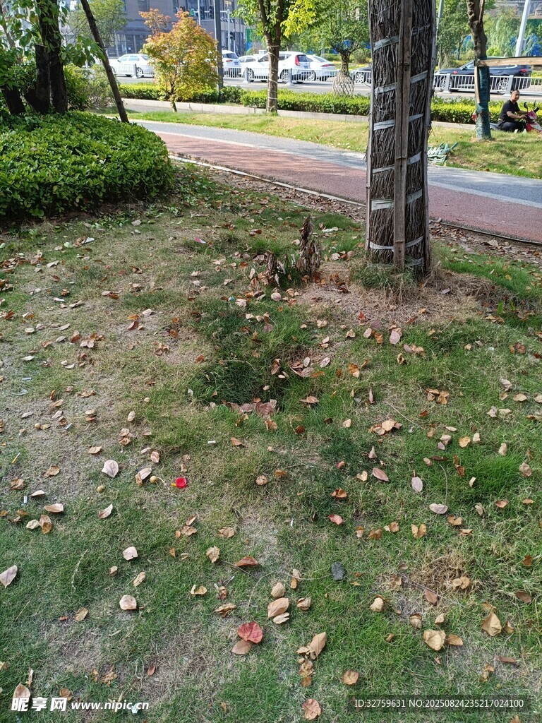 秋日公园草地落叶景象