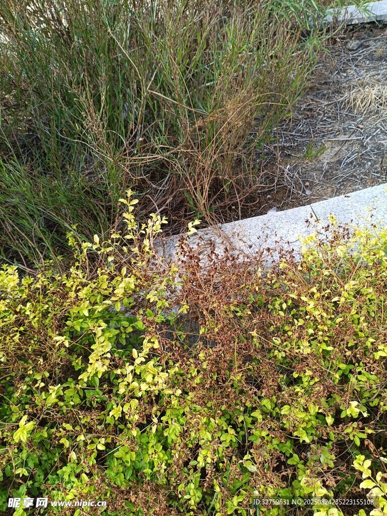路边多彩绿植景观