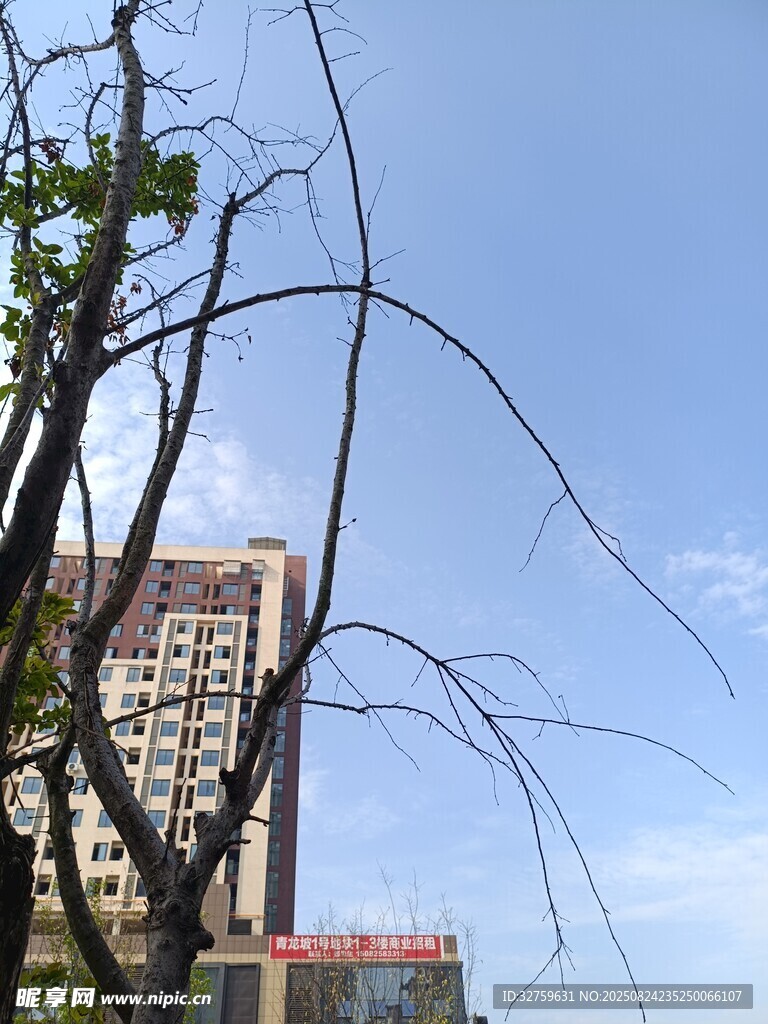 光秃树枝与城市建筑景观