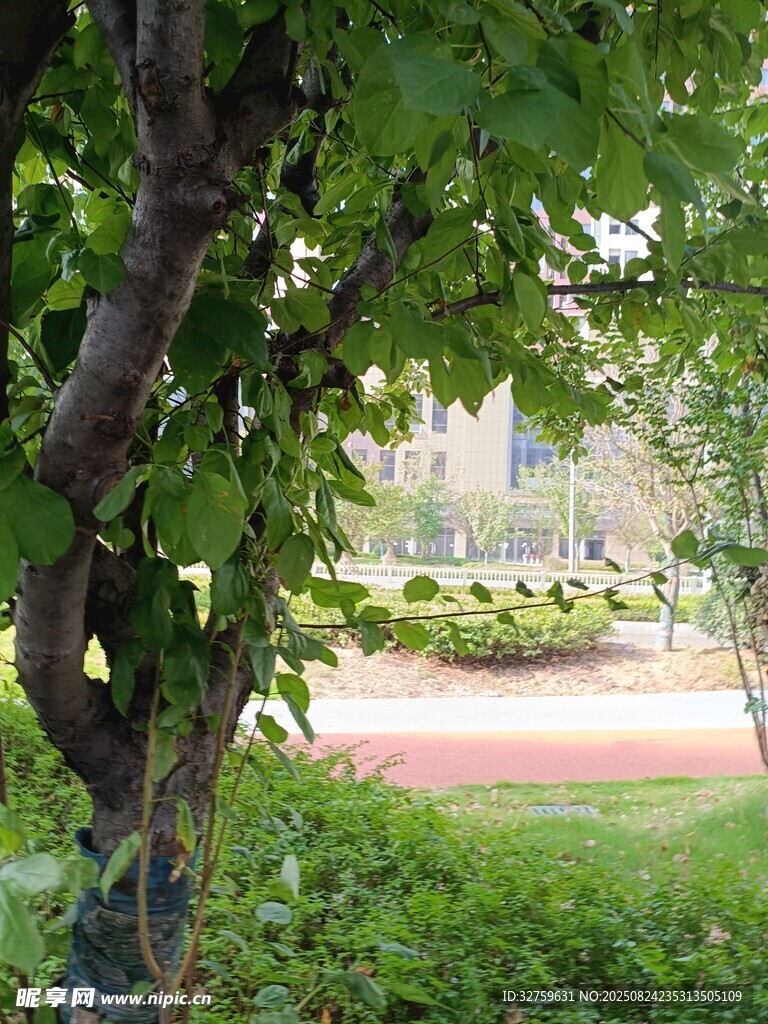 绿荫下的户外景致