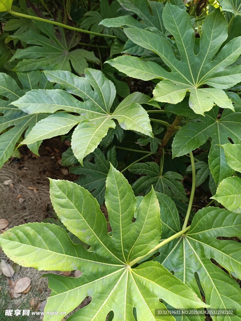 八角金盘绿植叶片特写