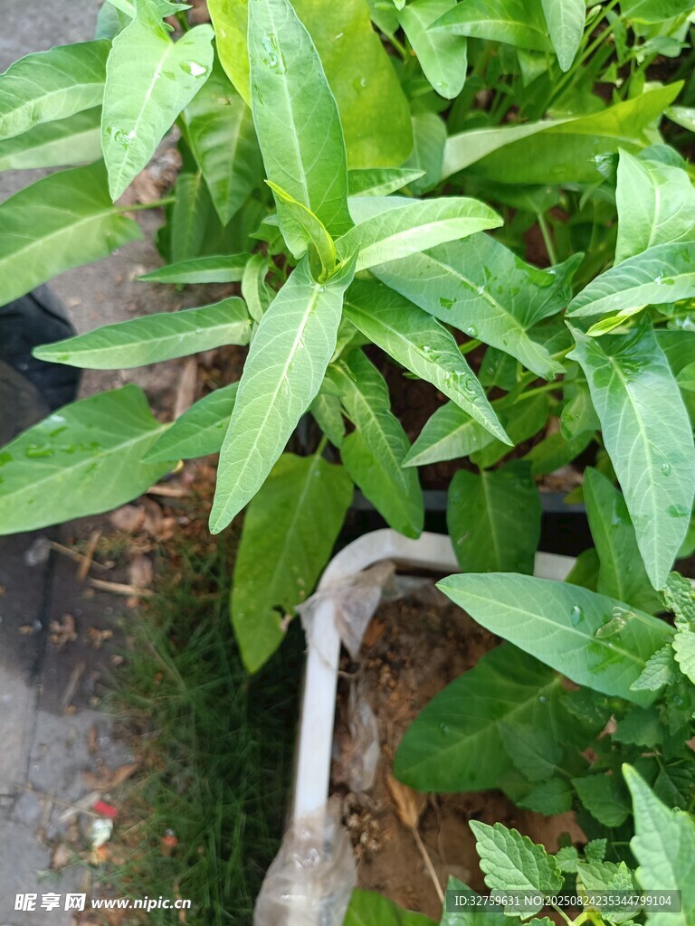 绿叶植物特写