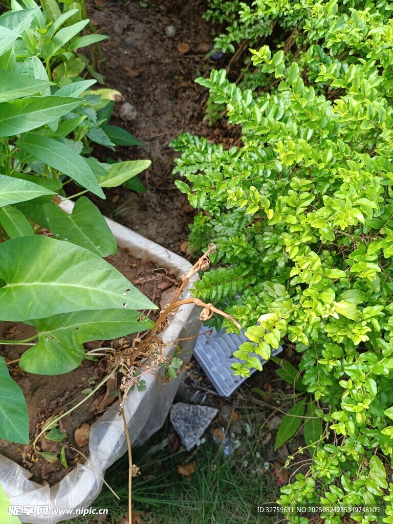 盆栽绿植