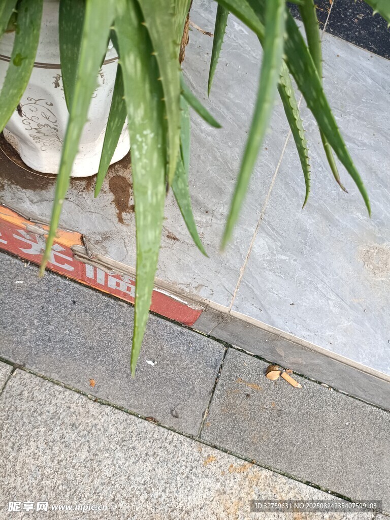 窗边翠绿芦荟植物特写