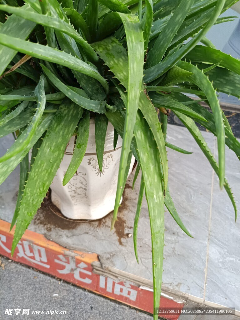 白色花盆中的翠绿芦荟