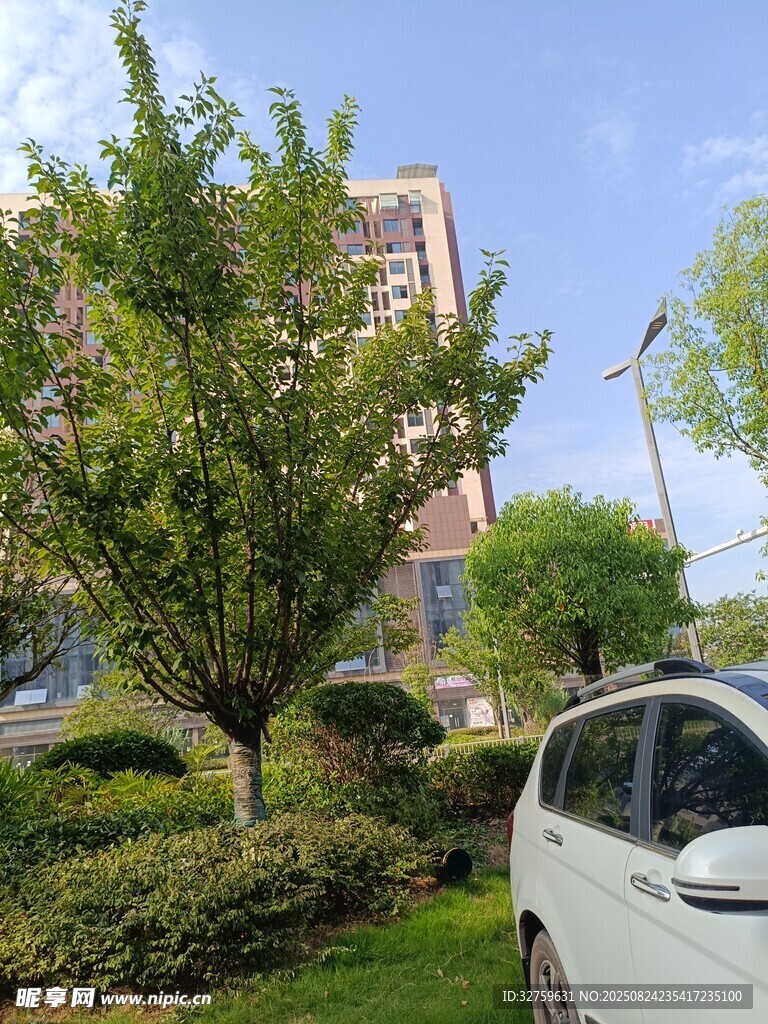 小区旁绿树与停放的汽车