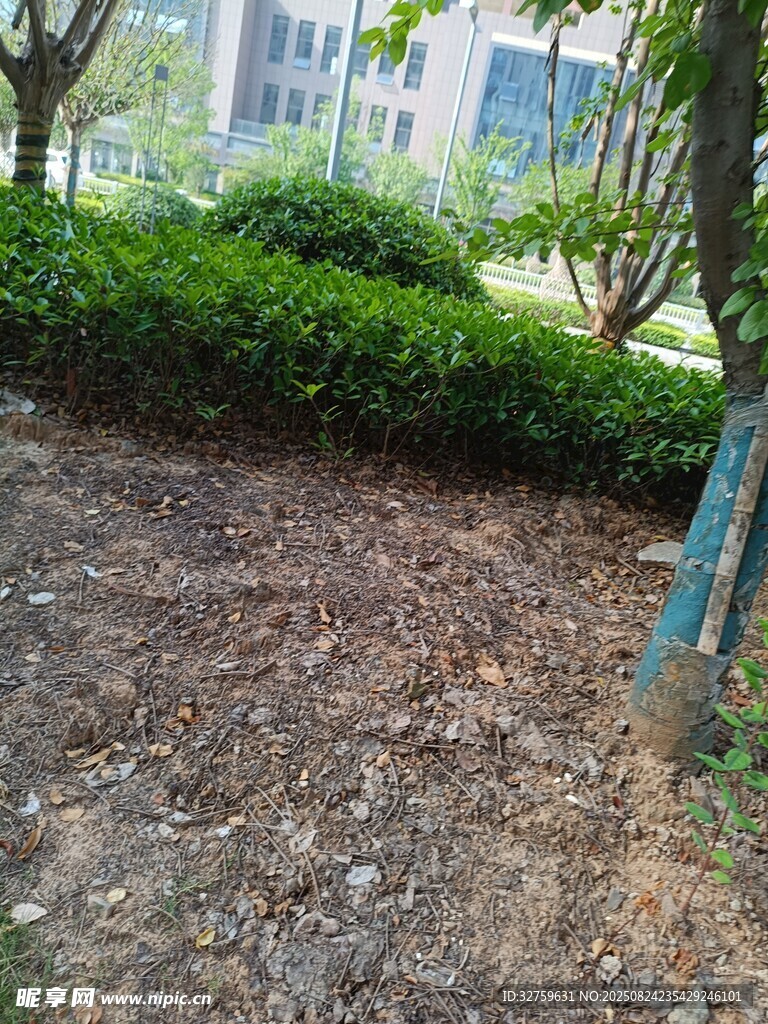 户外绿化场景中的泥土区域